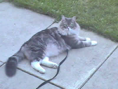 Max the domestic gray and white medium haired tabby outside on his leash